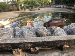 -清迈夜间动物园