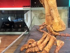 -墨尔本博物馆(Melbourne Museum)