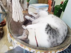 -牛喵喵铜锅牛肉馆