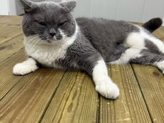 -东莞宠友24H宠物中心医院·转诊夜诊·异宠(新河北路院)