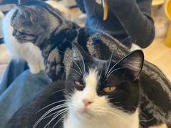 -有喵·猫咖·狗咖·30几只猫10只小狗(岗厦店)