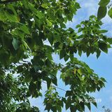 啡飲半醺，似苦若甘，以克苦淬煉著幸福的厚度。