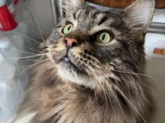 -北京观赏动物医院·24小时大型综合·猫专科·异宠专科