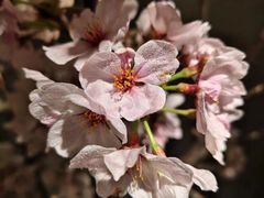 -会仙楼(金融街店)