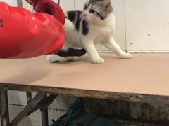 -萌萌喵宠物(百水芊城阅水坊店)