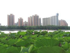 -莲花池公园