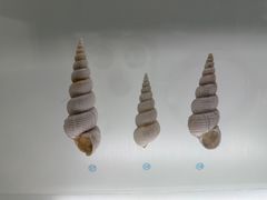 -青岛贝壳博物馆