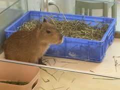 -怪兽屋·羊驼·猫咖·狗咖(俊华广场店)