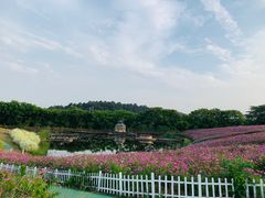 -大塘金香草谷