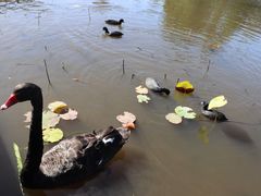 -墨尔本皇家植物园