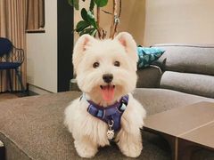 -萌宠之家·腊肠犬·马尔泰·小体犬舍