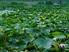 -前关湿地公园