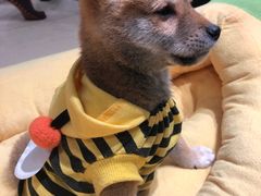 -逗柴咖啡屋·狗咖猫咖宠物桌游