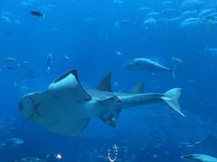 -迪拜帆船酒店海底餐厅