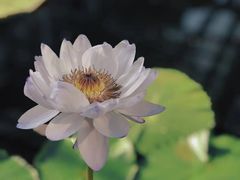 -国家植物园