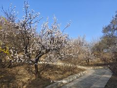 -北京西山国家森林公园