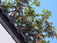 -南京市民俗博物馆(甘熙故居)