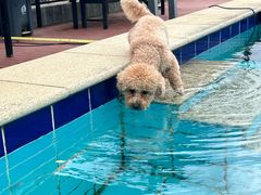 -趣玩宠物乐园寄养训犬训狗游泳池