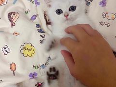 -屋虎猫馆(宝安大仟里店)