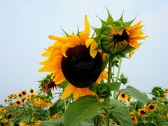 -北京东方普罗旺斯薰衣草庄园