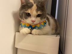 -山宅一喵德文卷毛猫舍