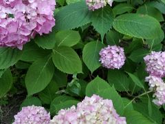 -双季花艺园艺市场(浦东店)