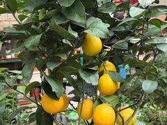 -金三角花鸟鱼综合市场-地面停车场