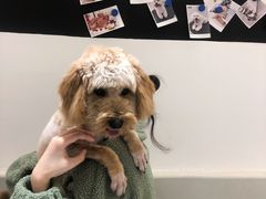 -comecome来吧宠物(奥克斯中心店)