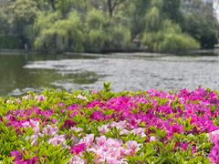 -翠湖公园