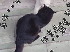 -徐汇区枫林菜市场