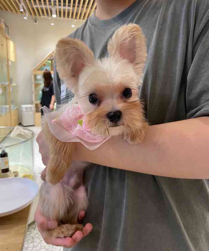 babydoll宠物生活馆·猫舍(尚嘉中心店)-"【项目】宠物售卖服务质量