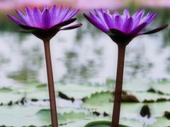 -上海植物园-4号门售票处