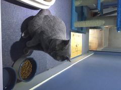 喵的天空-喵的天空名猫咖啡馆·撸猫·猫舍·用品