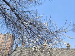 -护国法轮寺