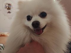 -白玉兰传统小吃