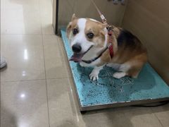 -瑞派天使宠物医院·神经外科·骨科·核磁CT(洛川中路店)