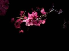 -桃花堤公园