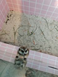 -Moni星球萌宠·小马宝莉·灵蛇·高端高阶全萌宠互动体验俱乐部(红豆国际广场店)
