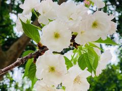 -天适樱花悠乐园