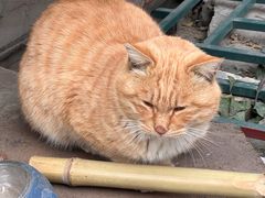 -纳吉亚猫专科动物诊疗中心(蒋宅口分院)