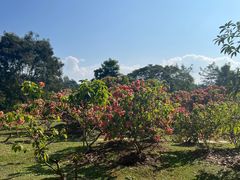 -中国科学院西双版纳热带植物园