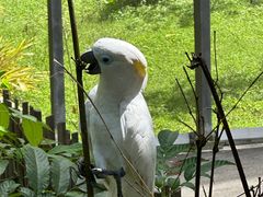 -新加坡飞禽公园