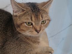 -楼上猫咖(罗湖店)