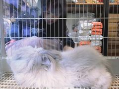 -青石桥花鸟鱼虫市场(叠翠城店)