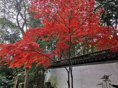 -秋霞圃