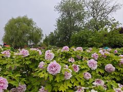 -曹州牡丹园