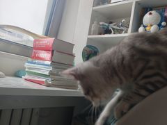-全心全意连锁动物医院·微创中心·内科急重症·心脏专科(丰管路店)