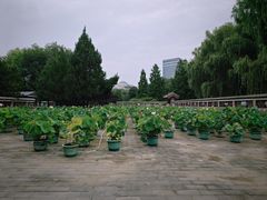 -莲花池公园