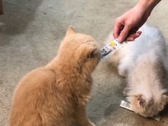 -泰国佛·塔罗·泰牌狐仙古曼