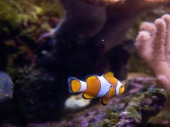 -江和美海洋公园